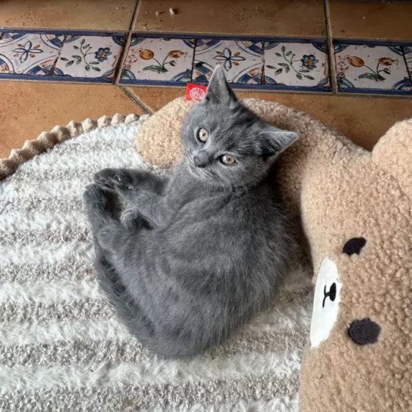 Appy – Image 2