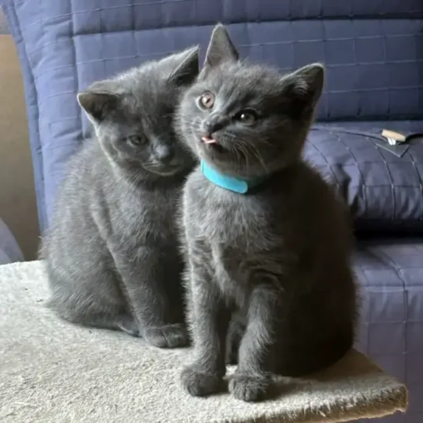 Chaton chartreux femelle avec son collier bleu qui tire une petite langue malicieuse et mignonne