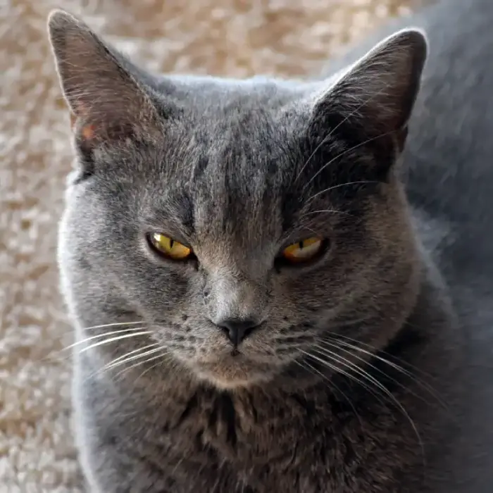 Apprenez-en plus sur le Chartreux et son Histoire.