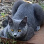 Umberline, captivant tous ceux qui croisent son regard envoutant.