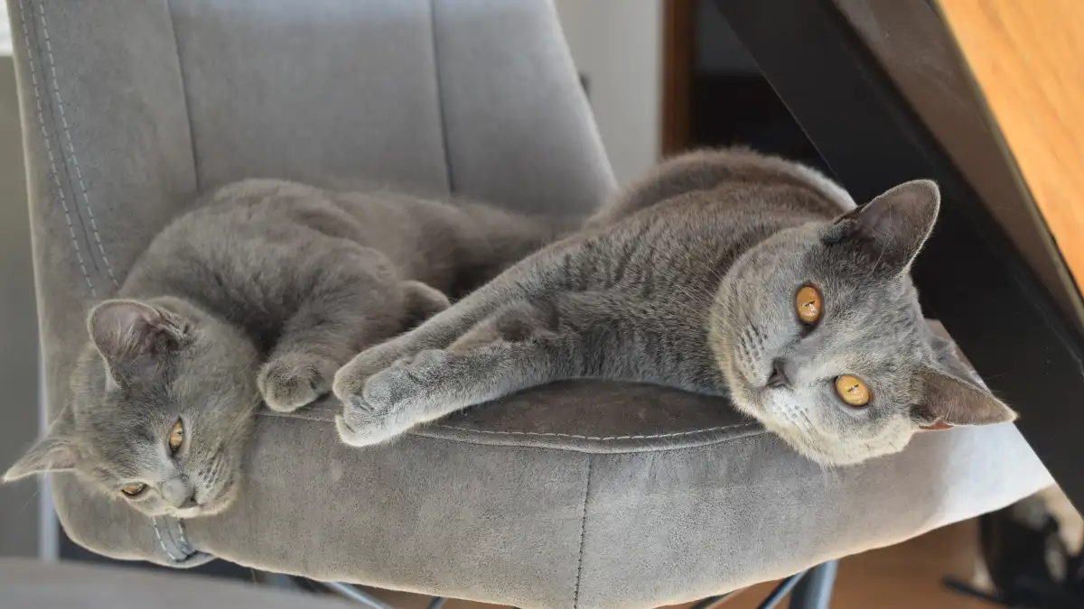 Nos chats charteux en pleine d&eacute;contraction