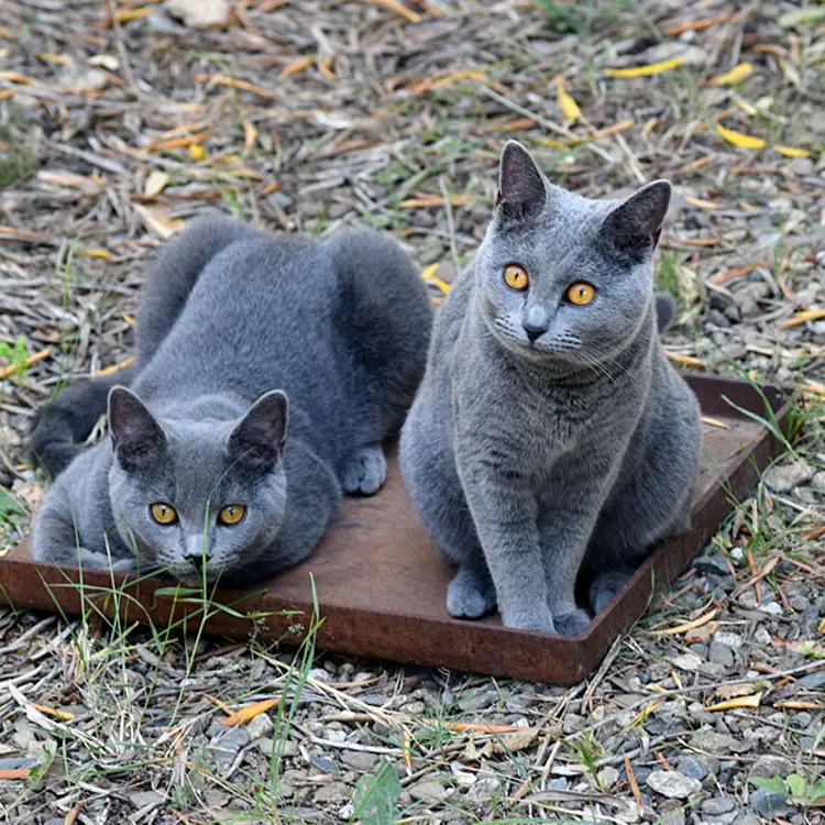 Le duo Umberline-Uzy
