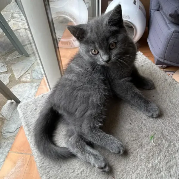 notre petit chaton chartreux Arsen instant détente