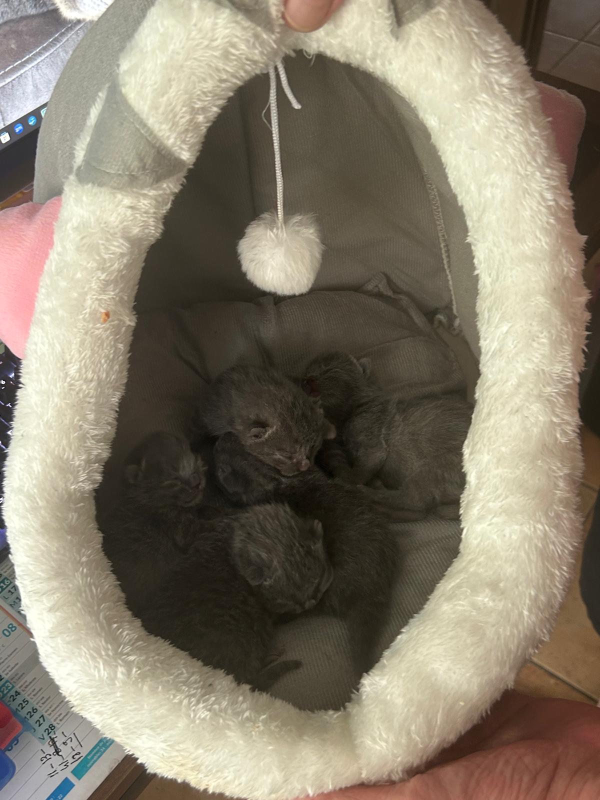 Petit nid d'amour de nos BB chartreux