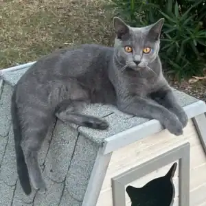 Arsen, robustesse, douceur et élégance naturelle.