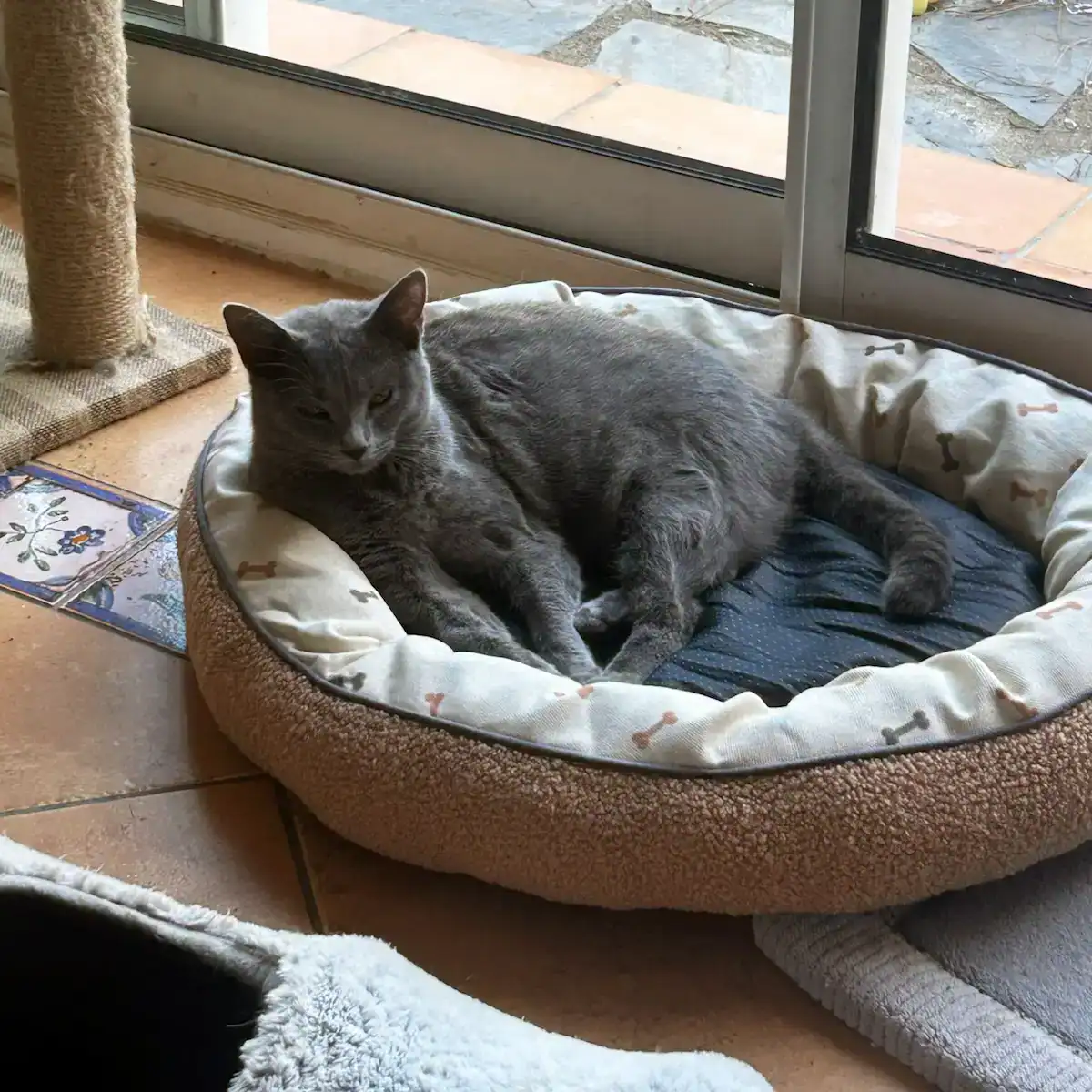 Arwen