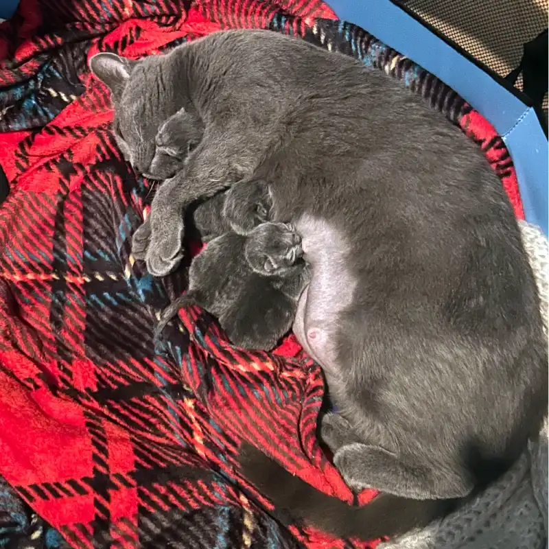 Arwen, port&eacute;e juillet 2026