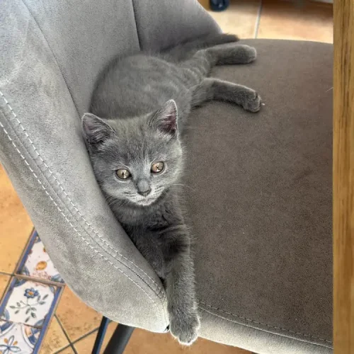 Chaton chartreux femelle joyeuse et affectueuse