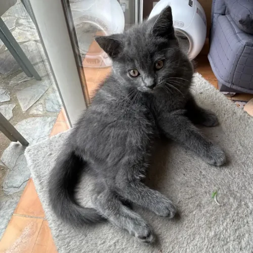 notre petit chaton chartreux Arsen instant d&eacute;tente