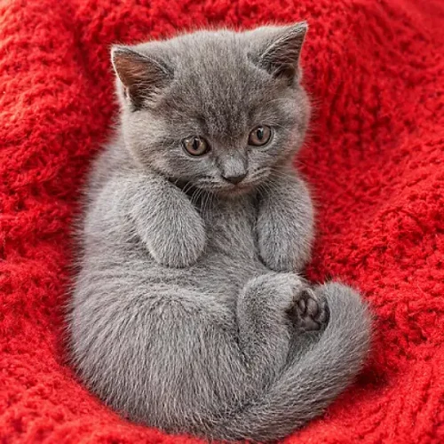 Baby Blitz, petite femelle &eacute;nergique, timide et adorable