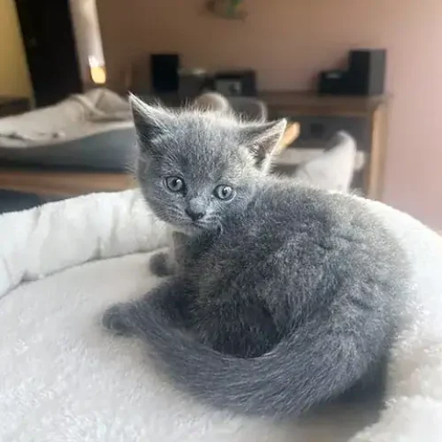 Baby Brume petite femelle fine et d&eacute;licate