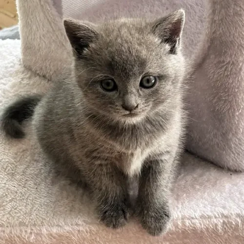 Baby Doll, petite femelle joyeuse