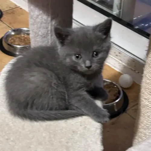 Bellatrix des Bleus de St Julien